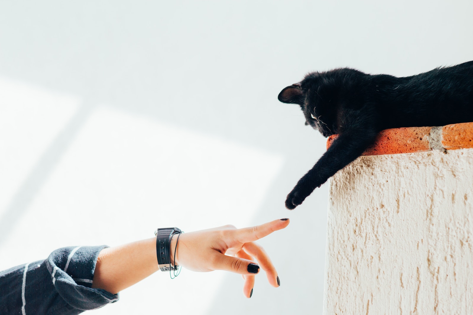 The Zen of Pet Meditation: Enhancing Wellness Through Animal Companionship